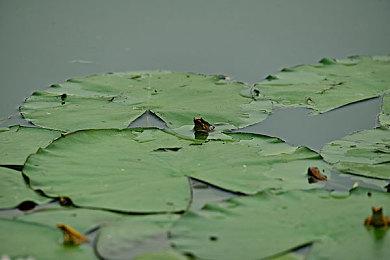 《怪物猎人崛起：曙光》新映像见闻录 展示电龙装备